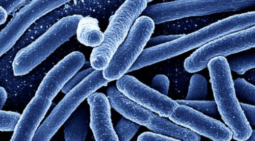 Universitatea Cambridge: Unul din patru pachete cu produse de pui este infectat cu E-coli!