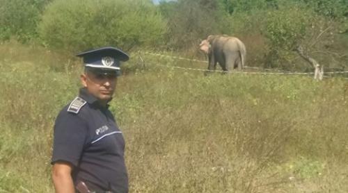 Misiune „cu greutate“. Un elefant a pus pe jar poliţia din Râmnicu Vâlcea