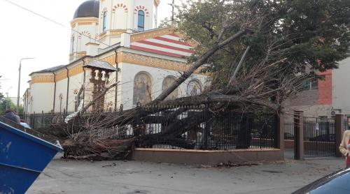Un imens copac uscat s-a prăbușit în curtea bisericii Iancu Nou - Bălăneanu (GALERIE FOTO)