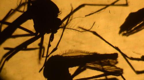 Zika se poate transmite prin lacrimi şi transpiraţie!