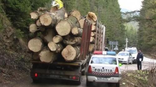 Una caldă, una rece: Tăierile ilegale sub control, dar va fi criză de lemn pe piaţă