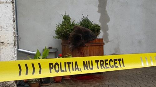 VIDEO. Noi imagini cu ursul împuşcat la Sibiu. Ce au surprins camerele de supraveghere 