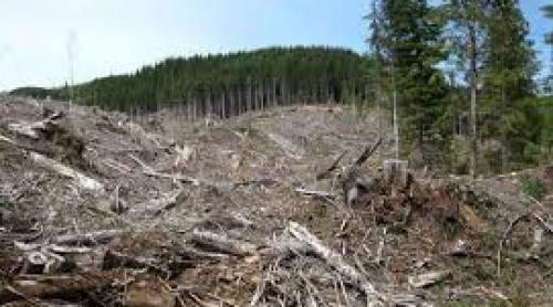 Greenpeace: Pretinsa diminuare a tăierilor ilegale de păduri se vede doar din birou