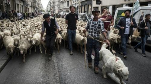 Oierii francezi solicită dreptul de a ucide lupii care le atacă turmele