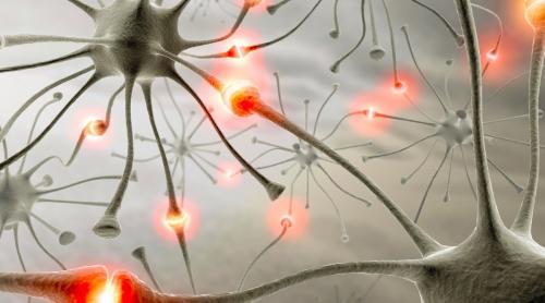În creierul omului, nu neuronii, ci celulele gliale sunt predominante!