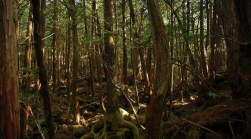 Cele mai înspăimântătoare locuri din lume: Pădurea sinucigașilor din Japonia și Catacombele capucinilor din Palermo 