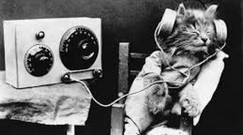 Muzica linişteşte pisicile stresate