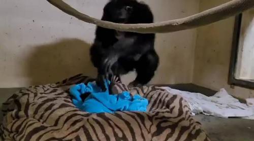 Moment emoționant când o mamă cimpanzeu s-a reîntâlnit cu bebelușul ei – video