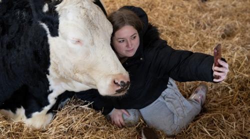 O fermă din nordul Angliei oferă sesiuni de îmbrățișare a vacilor