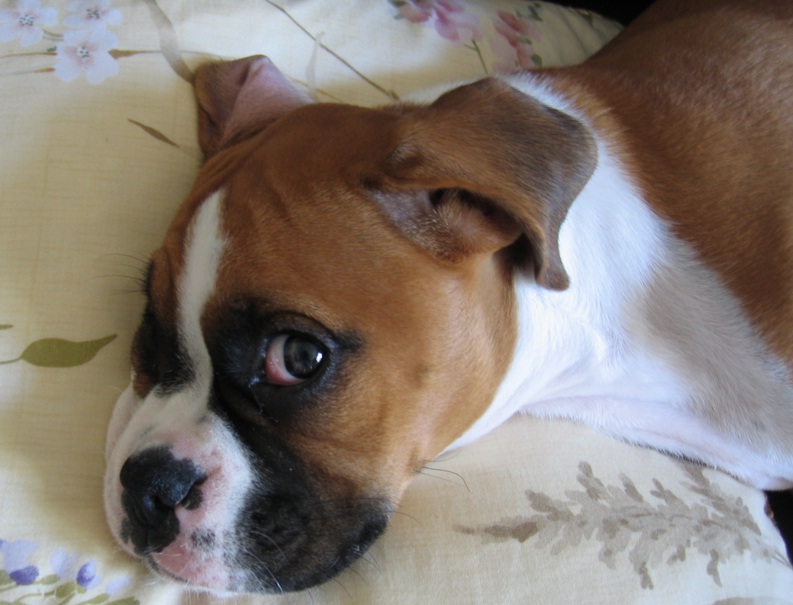 caine