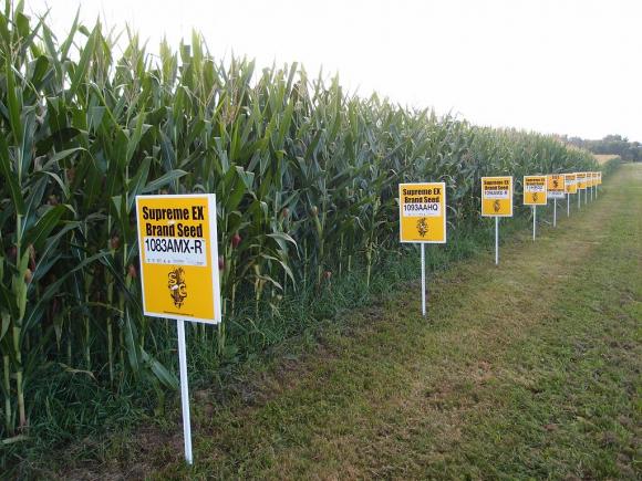 România va putea decide dacă utilizează organisme modificate genetic ca produse alimentare sau furaje