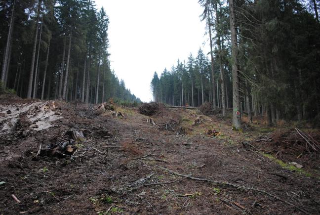 Proiect de lege: Defrişările ilegale de peste un hectar, ameninţare la adresa siguranţei naţionale Proiect de lege: Defrişările ilegale de peste un hectar, ameninţare la adresa siguranţei naţionale