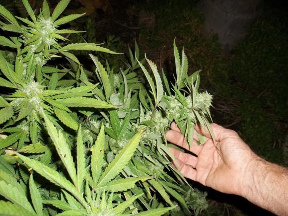 Un român a eșuat cu patru plantații de canabis. Acum riscă să ajungă după gratii Un român a eșuat cu patru plantații de canabis. Acum riscă să ajungă după gratii