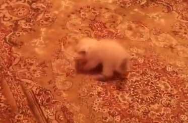 Descoperirea SURPRINZĂTOARE a unui pisoi ADORABIL (VIDEO) Descoperirea SURPRINZĂTOARE a unui pisoi ADORABIL (VIDEO)