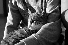 Parazitul toxoplasmozei, luat de la pisici, ar putea provoca schizofrenie şi tulburări bipolare! 