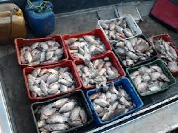 Tone de peşte şi zeci de ambarcaţiuni, confiscate. Ce a mai picat în „plasa“ poliţiştilor 
