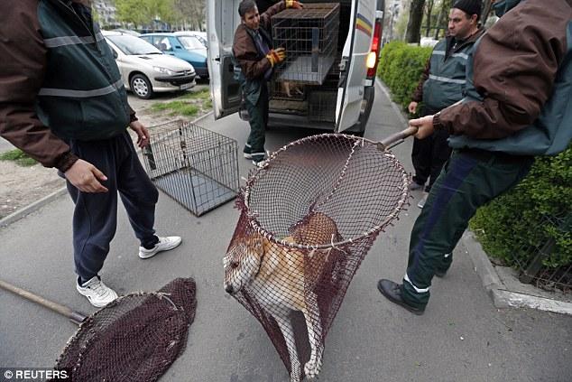 Oficialii britanici cer Guvernul român: „Opriţi sacrificarea câinilor comunitari!”