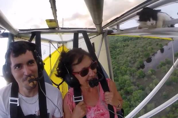 Ce naiba căuta acolo!?! O mâță se agață de carlinga unui avion, la câteva sute de metri înălțime (VIDEO)