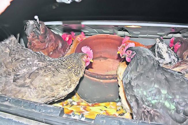Cinci români prinși în Spania la furat de iepuri și găini cu BMW-ul
