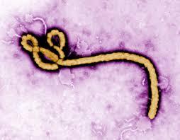 Virusul Ebola  bate în retragere, dar va face, în continuare, victime printre femeile însărcinate 