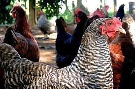 Un caz de gripă aviară, confirmat recent la o fermă din Marea Britanie