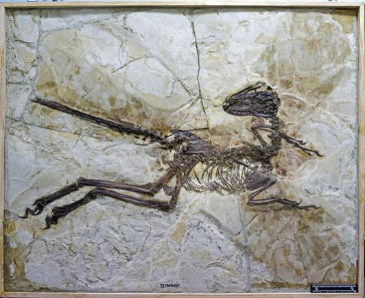 Fosilă de dinozaur cu pene, descoperită în China