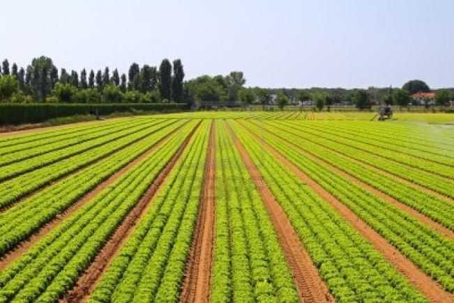 Ministrul Daniel Constantin promite ”marea cadastrare” a terenurilor agricole Ministrul Daniel Constantin promite ”marea cadastrare” a terenurilor agricole