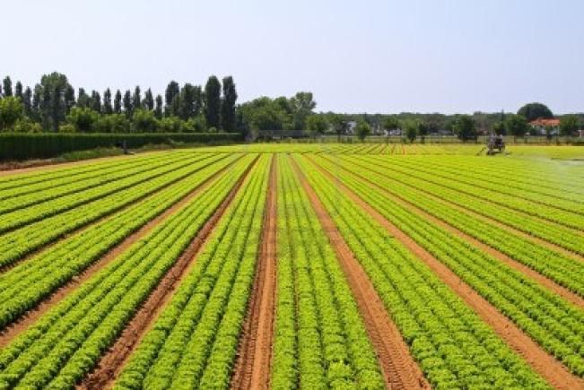 Ministrul Daniel Constantin promite ”marea cadastrare” a terenurilor agricole