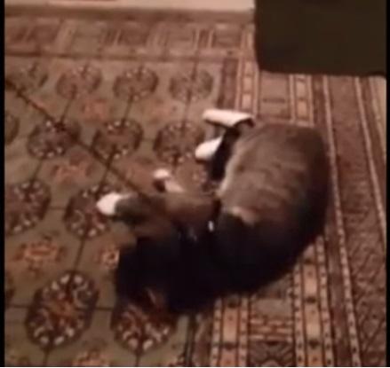ŞI FELINELE ŞTIU SÃ JOACE TEATRU! O pisică face pe moarta, pentru a nu ieși la plimbare cu lesa (VIDEO) 
