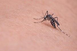 Vaccinul contra febrei dengue în faza testelor, cu rezultate bune