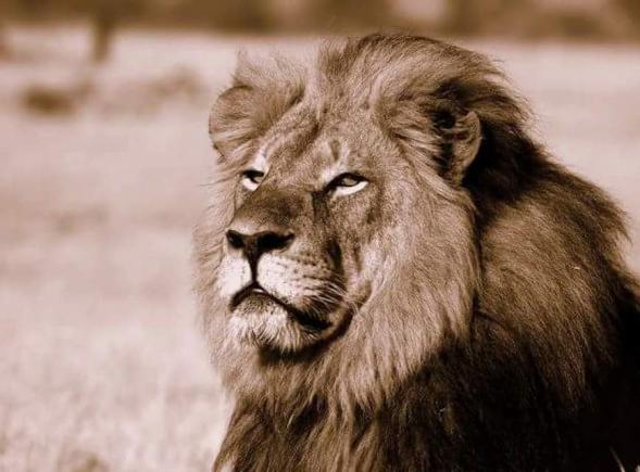 Cazul Cecil: ONU adoptă o rezoluţie de combatere a traficului ilicit cu animale sălbatice