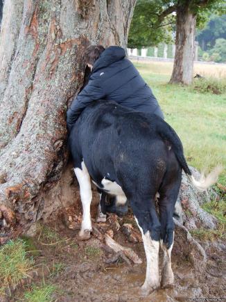 O vacă a rămas cu capul înţepenit într-o scorbură. Ce a urmat e de neimaginat