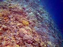 Atenţie! 4.000 de tone de cremă solară se depun în fiecare an pe recifele de corali