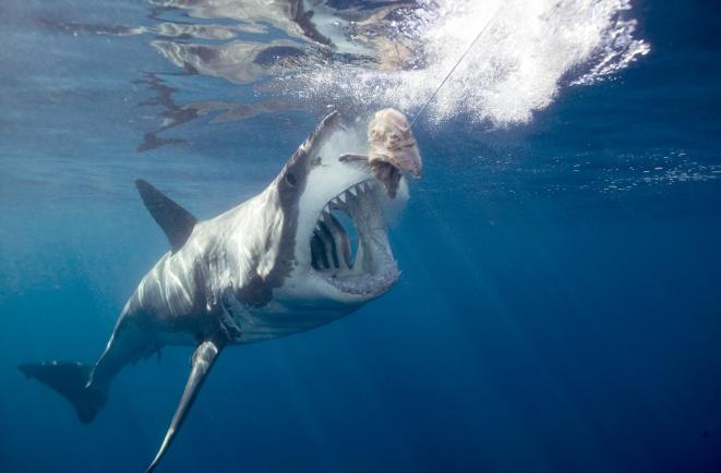  Discovery Channel: începe SHARK WEEK... mânca-ți-aș. În ultima săptămână din august