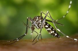 Zika, virusul transmis de ţânţar la om şi apoi, între oameni, în timpul actului sexual neprotejat 