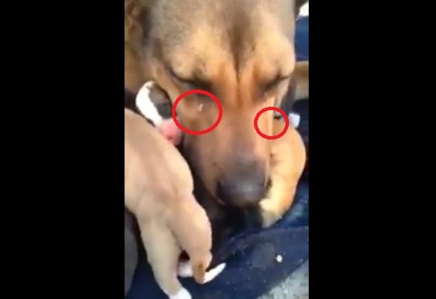 Ce emoție! Un câine PLÂNGE cu suspine și lacrimi de recunoștință după ce o femeie i-a salvat puii (VIDEO)