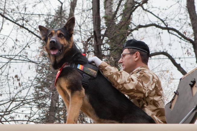 Câinele erou Max are nevoie de gândurile noastre bune!