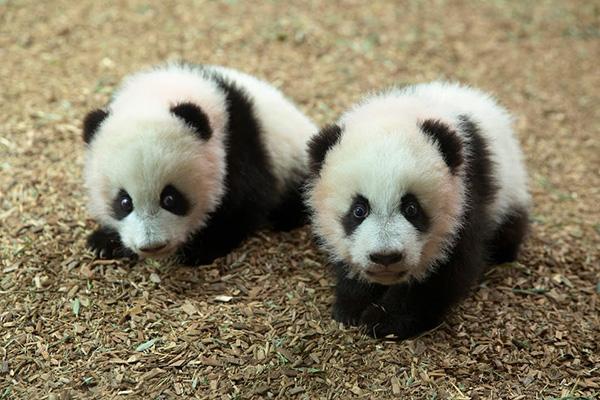 Fapt nemaivăzut la Grădina Zoologică din Washington (WEBCAM) Fapt nemaivăzut la Grădina Zoologică din Washington (WEBCAM)