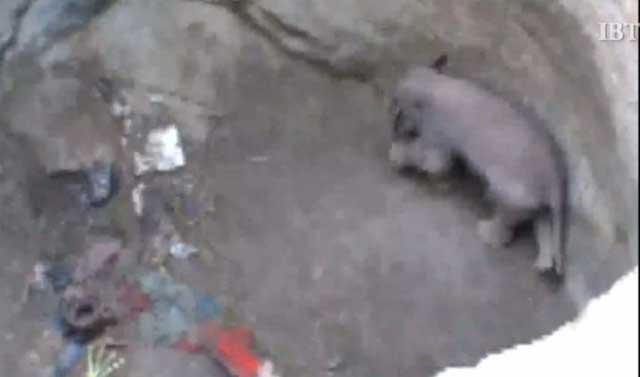 VIDEO: Un pui de elefant a fost salvat după ce a căzut într-o groapă VIDEO: Un pui de elefant a fost salvat după ce a căzut într-o groapă