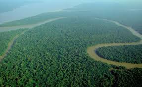 50% din copacii Terrei, distruşi de la începutul civilizaţiei umane şi până în prezent