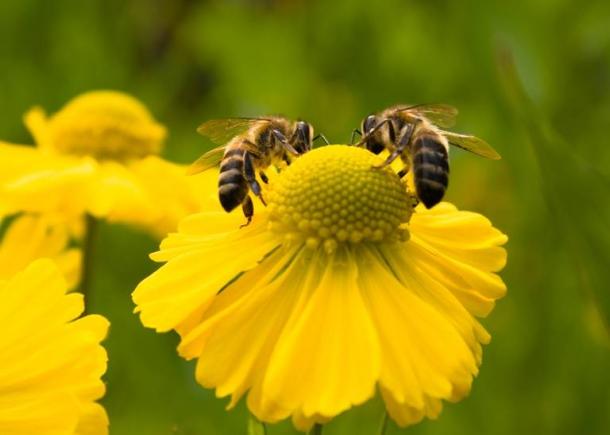 Dacă te-ai întrebat cum arată o albină care urinează în zbor, aici ai imaginea! (FOTO)