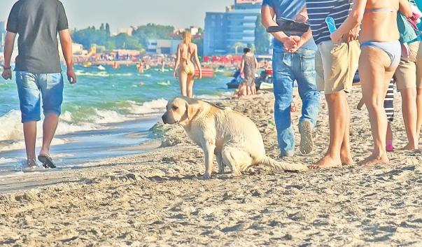Cum să faci 10,000 de euro plimbându-ți câinele pe plajă!
