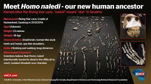 VIDEO: A fost descoperită o nouă specie înrudită cu omul: Homo naledi