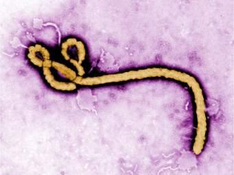 Virusul Ebola se modifică şi devine rezistent la tratamente