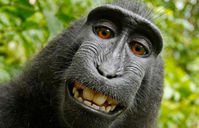 O maimuţă şi-a făcut SELFIE. Organizaţia PETA vrea ca ea să fie recunoscută proprietara pozelor O maimuţă şi-a făcut SELFIE. Organizaţia PETA vrea ca ea să fie recunoscută proprietara pozelor