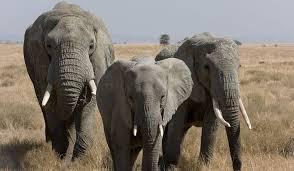 Studiu : Să învăţăm de la elefanţi cum să ne protejăm de cancer