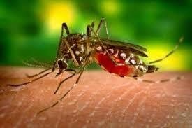 Ştim că de la ţânţar ne vin unele virusuri, dar şi invers e posibil: omul să contamineze ţânţarul