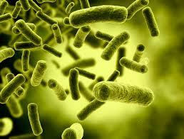 O superbacterie, descoperită în Danemarca, este imună la toate antibioticele! Cercetătorii danezi se tem