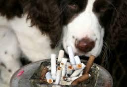 Fumul de țigară, cauza cancerului și la animalul  de companie
