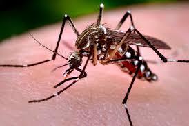 Trei locuitori din New York afectați de virusul Zika, transmis de țânțarul-tigru
